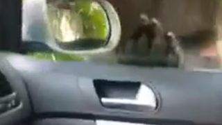 Turiști extrem de curajoși în Sinaia! Au filmat un urs care aproape a pătruns  în maşina în care se aflau (VIDEO)