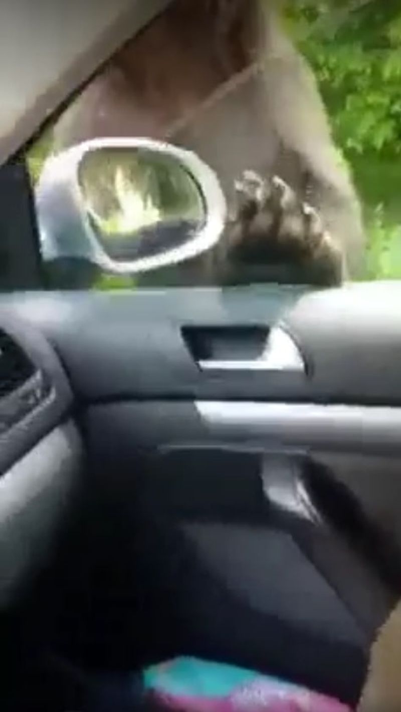 Turiști extrem de curajoși în Sinaia! Au filmat un urs care aproape a pătruns  în maşina în care se aflau (VIDEO)