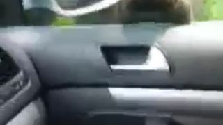 Turiști extrem de curajoși în Sinaia! Au filmat un urs care aproape a pătruns  în maşina în care se aflau (VIDEO)