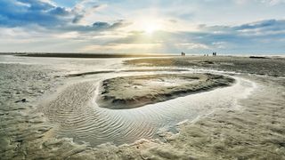 Marea Wadden este renumită pentru fauna sălbatică unică