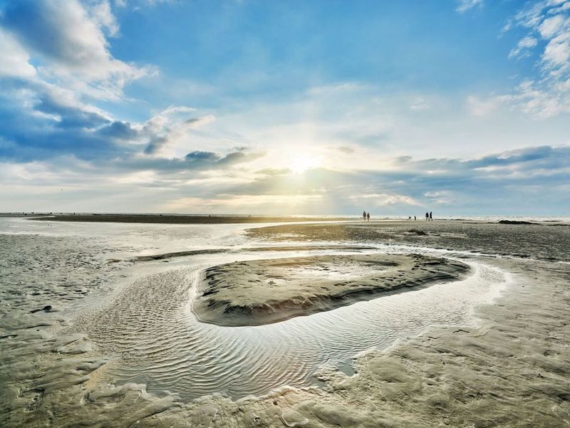 Marea Wadden este renumită pentru fauna sălbatică unică