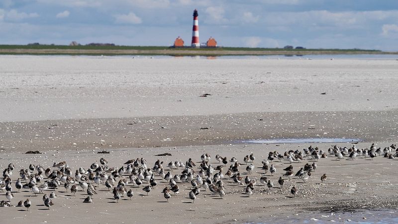 Marea Wadden este considerată una din cele mai importante zone pentru păsările migratoare