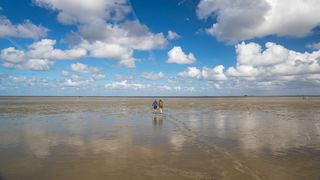 Marea Wadden adăposteşte 10.000 de plante şi animale 