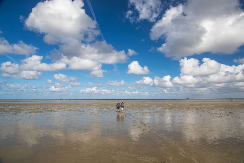 Marea Wadden adăposteşte 10.000 de plante şi animale 