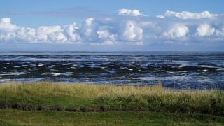 Marea Wadden adăposteşte 10.000 de plante şi animale 