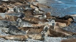 Marea Wadden, un loc unic în lume