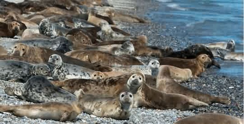 Marea Wadden, un loc unic în lume