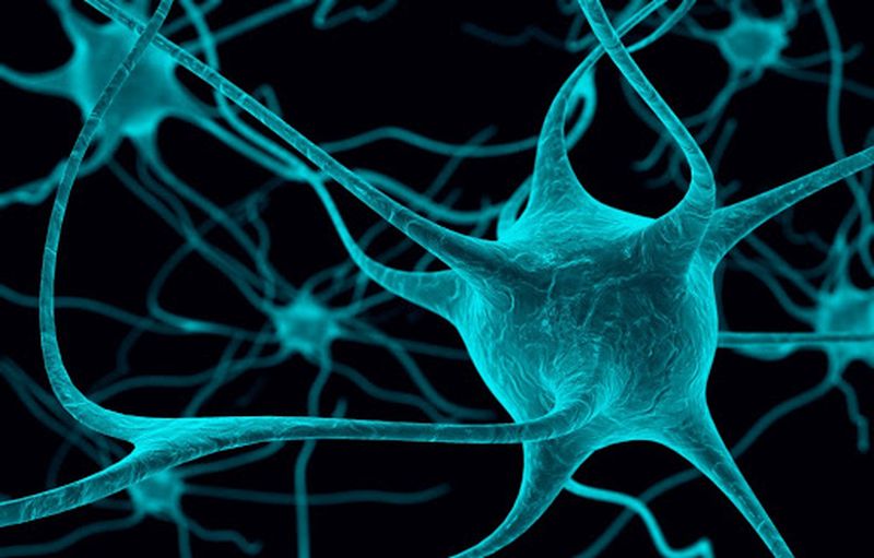 Subiecte Biologie BAC 2021 Edu.ro. Barem de corectare