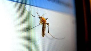 Cum să scapi de țânțarii care îți invadează casa