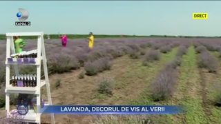 Lavanda, decorul de vis al verii