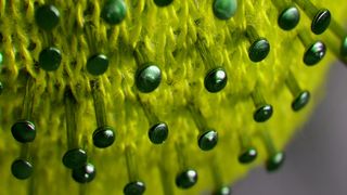 două decese covid 19 delta rom&acirc;nia