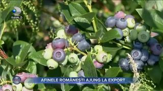 Afinele romanesti ajung la export