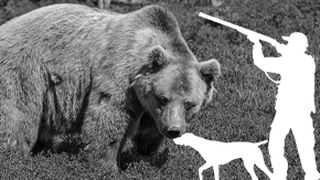 VIDEO | Împușcarea urșilor, ultimele negocieri