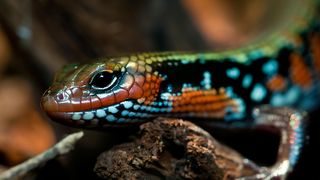 Ce înseamnă când visezi o reptilă?