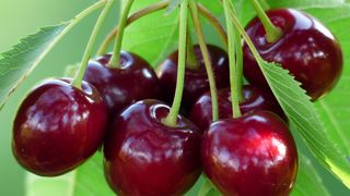  Gem de cireşe: Secretul unui gust delicios