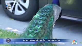 Invazie de păuni &icirc;n Los Angeles