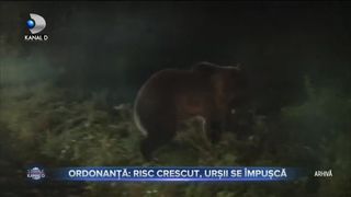 Ordonanta - Risc crescut, ursii se impusca