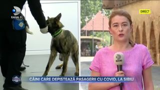 Câini care depistează pasagerii cu COVID, la Sibiu