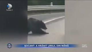 Șocant - A hrănit ursul din mână
