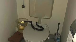 Descoperire terifiantă: Un piton de un metru a fost găsit în toaleta unei bătrâne din Viena