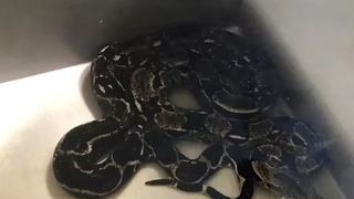 Un șarpe a fost găsit &icirc;n toaleta unei femei 