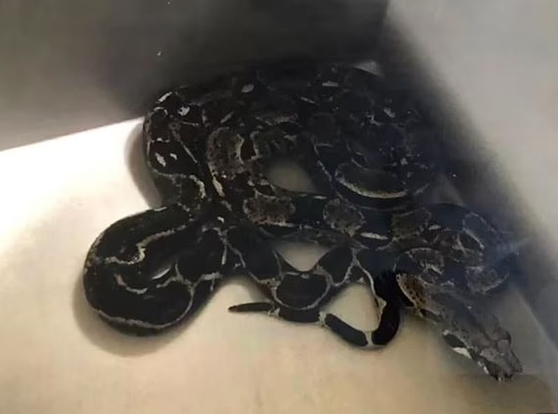 Un șarpe a fost găsit în toaleta unei femei 