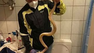 Un șarpe a fost găsit &icirc;n toaleta unei femei 