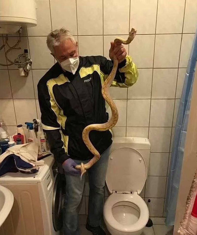Un șarpe a fost găsit în toaleta unei femei 