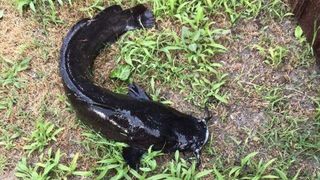 VIDEO - Somnul african, o specie agresivă de pește, a invadat Delta Dunării