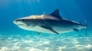 Terifiant, bărbat ucis de rechin pe o plajă din Brazilia