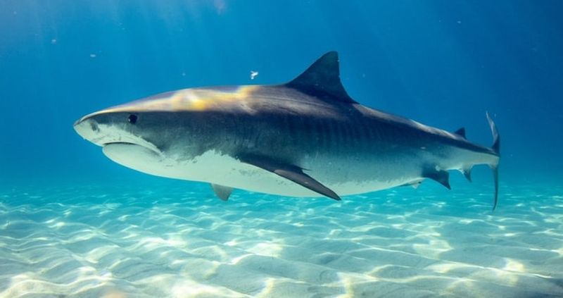 Terifiant, bărbat ucis de rechin pe o plajă din Brazilia