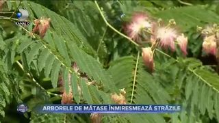 Arborele de mătase &icirc;nmiresmează străzile