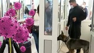 VIDEO| Câinii puși să testeze pasagerii bolnavi de CORONAVIRUS