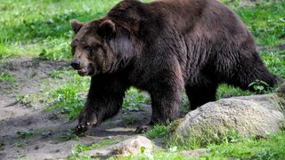 Bărbat atacat de urs în Prahova, salvat de câini