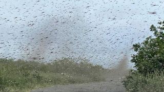 Coșmarul ,,tornadei&rdquo; de ț&acirc;nțari acoperă cerul Rusiei