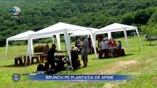 Brunch pe plantația de afine