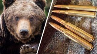 Ordonanță de urgență prin care se poate acționa împotriva urșilor agresivi