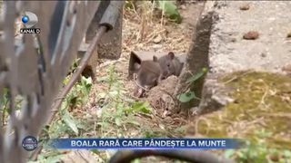 Boala rară care p&acirc;ndește la munte