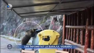 Urs înfometat la Barajul Vidraru