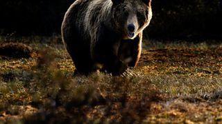 15.000 de euro despăgubire pentru o persoană atacată de urs