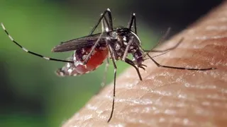 Țânțari purtători de virus West Nile, descoperiți în București insecte periculoase