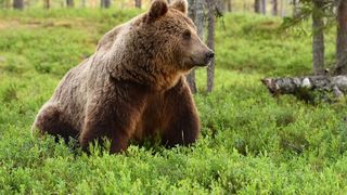 VIDEO | Atac la stână: Cioban ucis de urs