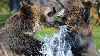 Un alt bărbat a fost ucis de către un urs caz incredibil
