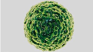 focar de norovirus &icirc;n rom&acirc;nia