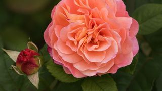 Mesaje pentru luna august: Imagini şi citate frumoase pentru Facebook şi Instagram