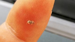 Ce este tigrul platanului și cum recunoști muscătura acestei insecte