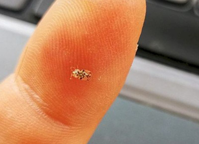 Ce este tigrul platanului și cum recunoști muscătura acestei insecte