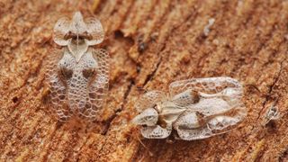 Ce este tigrul platanului și cum recunoști muscătura acestei insecte