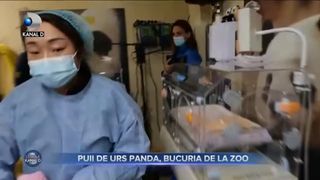 Puii de urs panda, bucuria de la ZOO