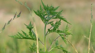 Care este perioada ambroziei si cum poti sa te feresti de ea